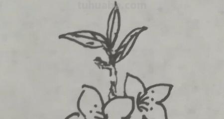 怎么画桃花的简笔画 桃花简笔画怎么画？