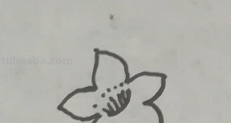 怎么画桃花的简笔画 桃花简笔画怎么画？