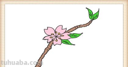 怎么画桃花的简笔画 桃花简笔画怎么画？