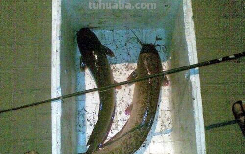 不少钓友都喜欢钓鲶鱼,尤其是溜鱼的感觉,两种方法帮你钓大鲶鱼