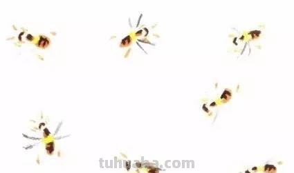 图文教程：写意昆虫画法（蜂蝶蛾）