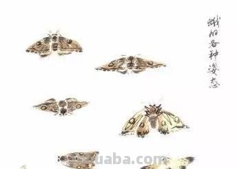 图文教程：写意昆虫画法（蜂蝶蛾）