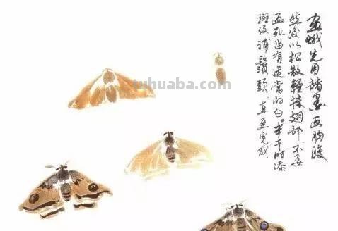 图文教程：写意昆虫画法（蜂蝶蛾）