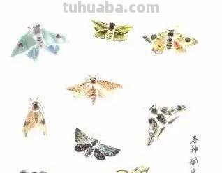 图文教程：写意昆虫画法（蜂蝶蛾）