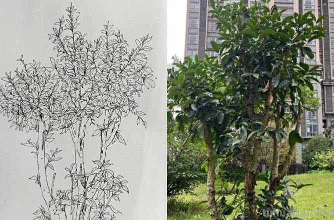 速写创作植树 风景速写中怎样画树？