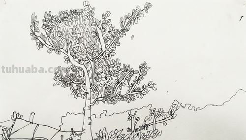 速写创作植树 风景速写中怎样画树？