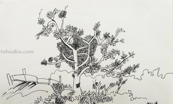 速写创作植树 风景速写中怎样画树？