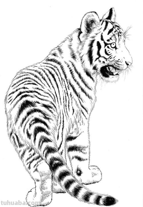 白老虎速写 怎么描写一只帅气的白虎？