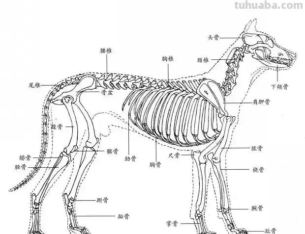 怎样画犬，小狗的画法步骤，狗年快到啦~快来学一下小狗的各种画法吧~简单易学哦！