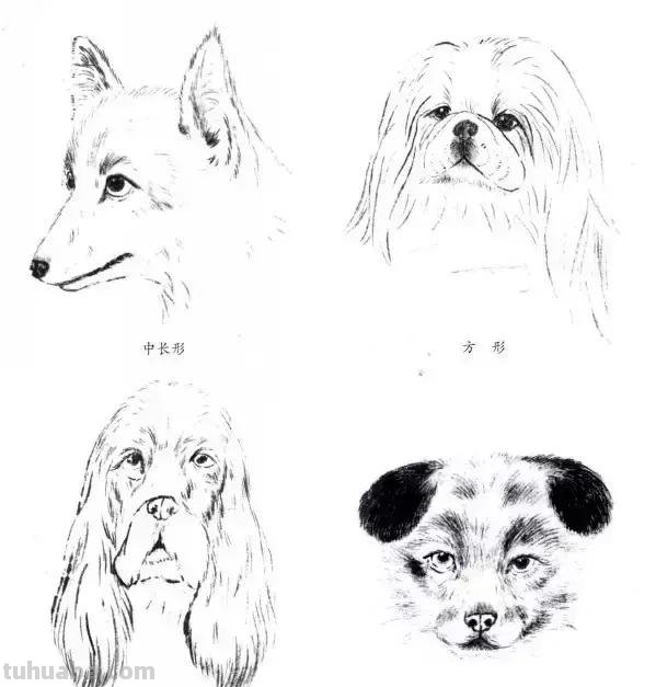 怎样画犬，小狗的画法步骤，狗年快到啦~快来学一下小狗的各种画法吧~简单易学哦！