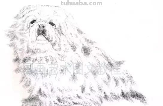 怎样画犬，小狗的画法步骤，狗年快到啦~快来学一下小狗的各种画法吧~简单易学哦！