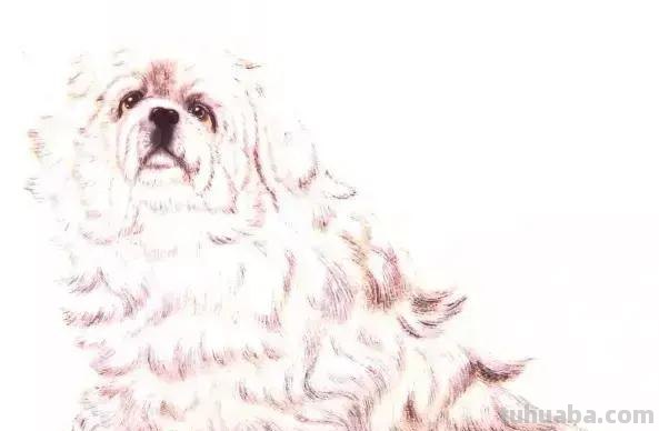 怎样画犬，小狗的画法步骤，狗年快到啦~快来学一下小狗的各种画法吧~简单易学哦！