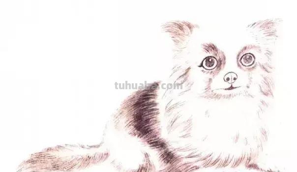 怎样画犬，小狗的画法步骤，狗年快到啦~快来学一下小狗的各种画法吧~简单易学哦！