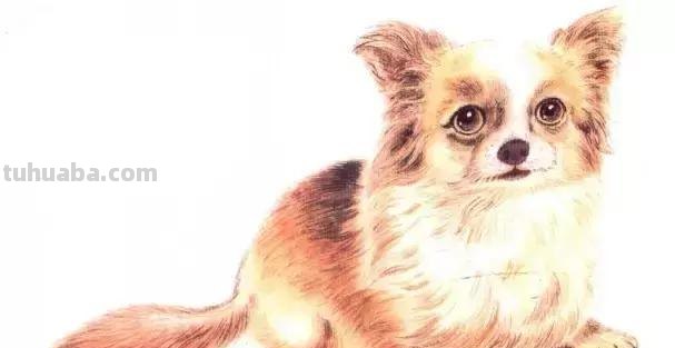 怎样画犬，小狗的画法步骤，狗年快到啦~快来学一下小狗的各种画法吧~简单易学哦！