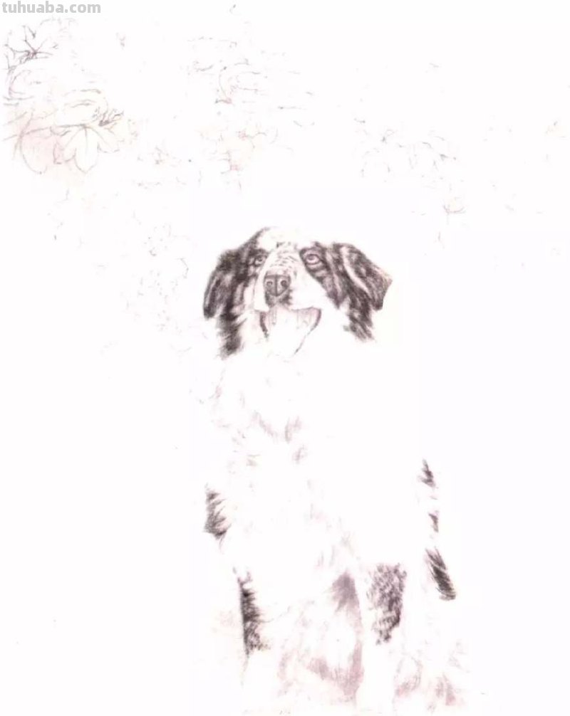 怎样画犬，小狗的画法步骤，狗年快到啦~快来学一下小狗的各种画法吧~简单易学哦！