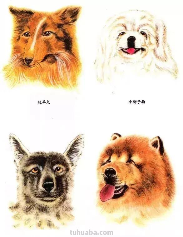 怎样画犬，小狗的画法步骤，狗年快到啦~快来学一下小狗的各种画法吧~简单易学哦！