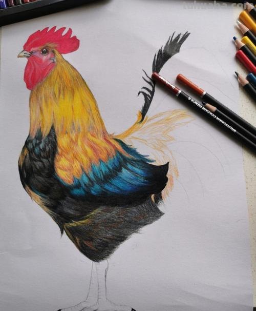 彩铅画的公鸡图片怎么画 简笔画公鸡的画法？