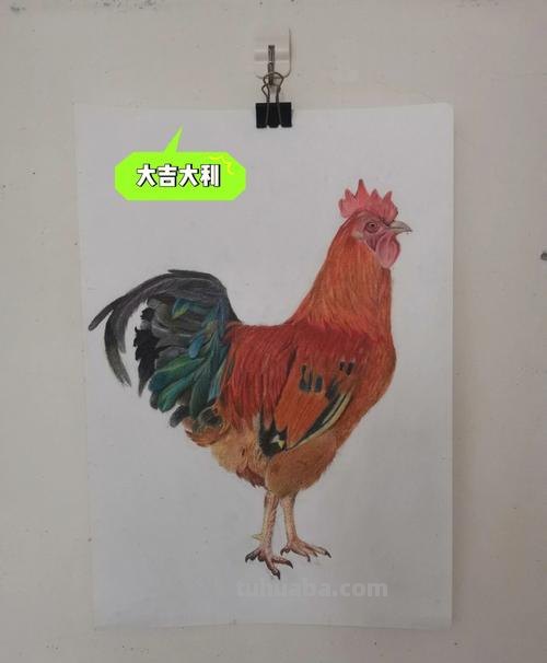 彩铅画的公鸡图片怎么画 简笔画公鸡的画法？