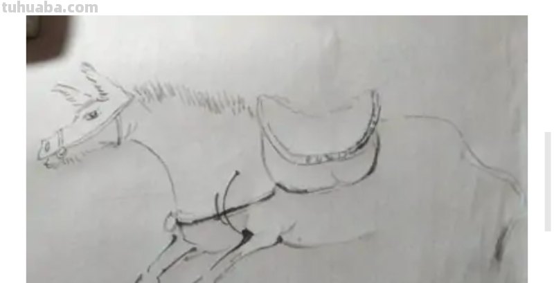 驴的简笔画怎么画 如何画野驴？