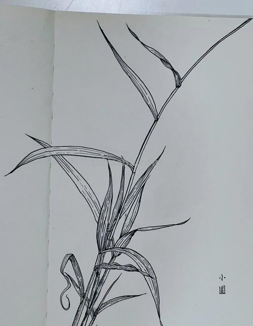 植物速写草 小草怎么画_怎样画小草？