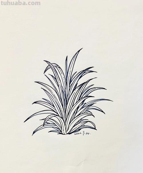 植物速写草 小草怎么画_怎样画小草？