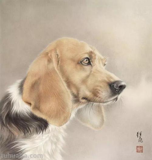太棒了!工笔画狗的画法,超详细步骤
