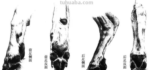 太棒了！工笔画狗的画法，超详细步骤