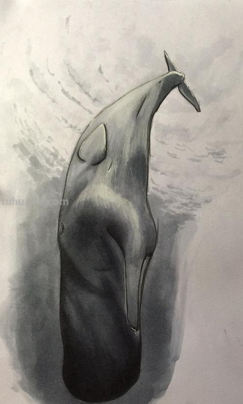 鲸鱼怎么画梦幻彩铅画步骤 怎样快速画抹香鲸？