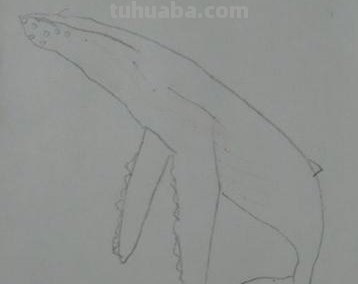 鲸鱼怎么画梦幻彩铅画步骤 怎样快速画抹香鲸？