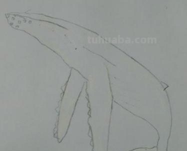 鲸鱼怎么画梦幻彩铅画步骤 怎样快速画抹香鲸？