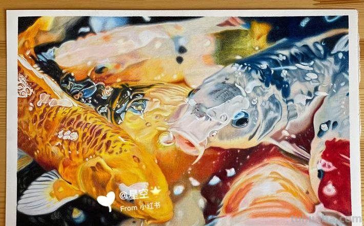 大鲤鱼的彩铅画怎么画 鲤鱼怎么用彩铅涂色好看？