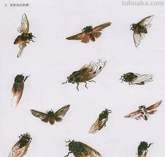 中国国画花鸟技法~几种虫儿动物的画法