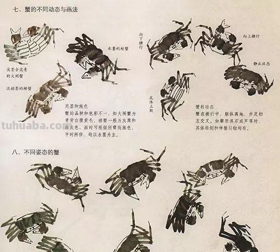 中国国画花鸟技法~几种虫儿动物的画法