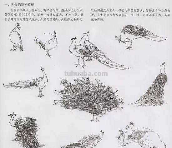 中国国画花鸟技法~几种虫儿动物的画法
