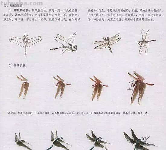 中国国画花鸟技法~几种虫儿动物的画法