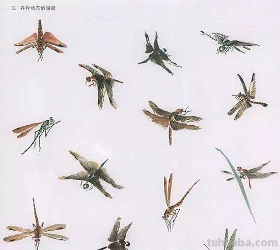 中国国画花鸟技法~几种虫儿动物的画法