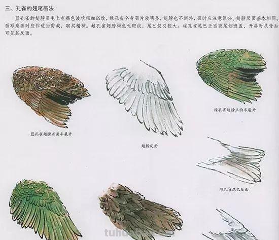 中国国画花鸟技法~几种虫儿动物的画法