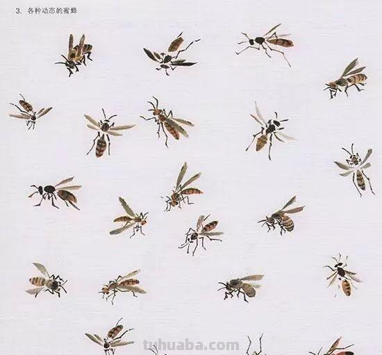 中国国画花鸟技法~几种虫儿动物的画法
