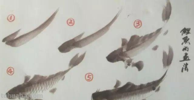 「国画教程」鲤鱼的画法