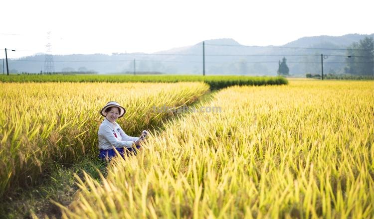 换个角度“瞰”田野 一起来感受色彩之下的丰收喜悦