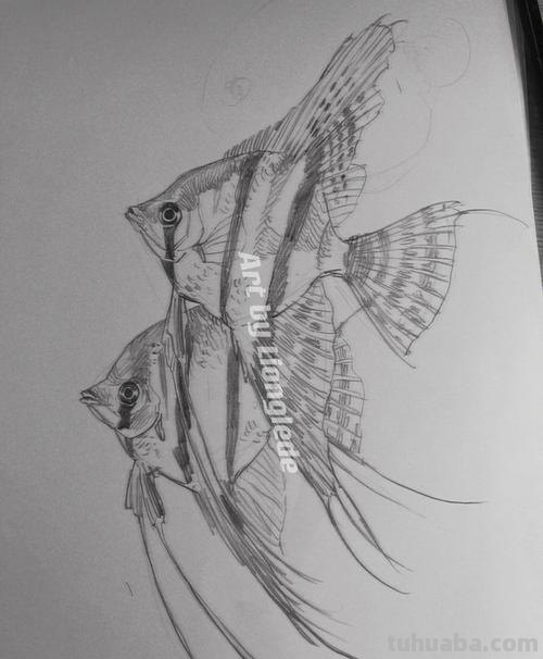 鱼临摹速写 素描画鱼怎样画步骤？