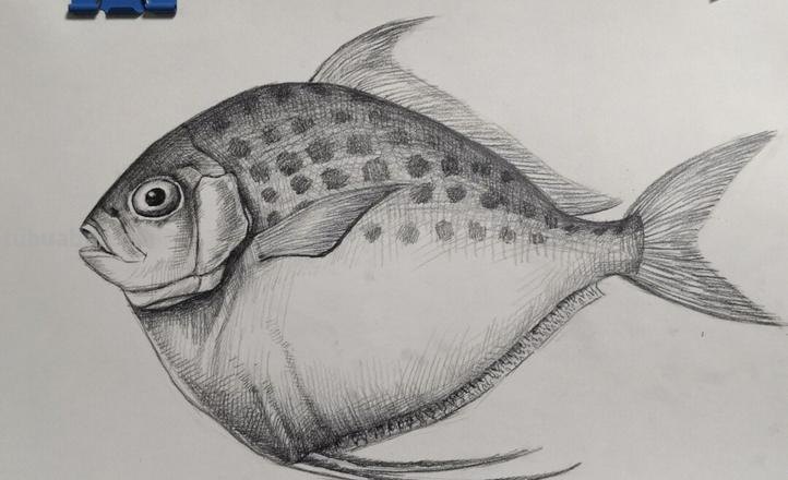 鱼临摹速写 素描画鱼怎样画步骤？