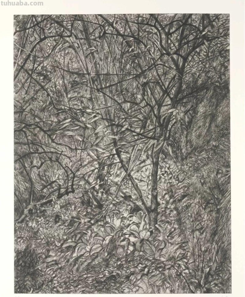 大师卢西安·弗洛伊德素描作品︱艺术名画