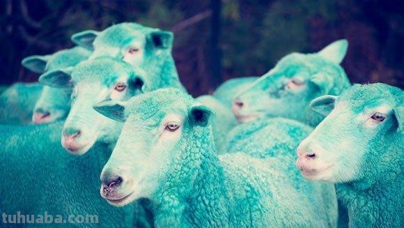 【羊的色彩图片及羊颜色的图片】- 了解羊的五彩世界 