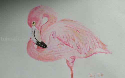 彩铅画鸟特别简单怎么画 三年级画火焰鸟简单又漂亮？