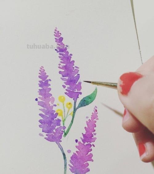 【薰衣草怎么画?教你使用色彩绘制唯美花卉】