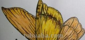 蝴蝶怎么画简笔画彩色 蝴蝶怎么涂颜色？