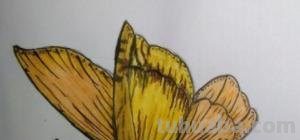 蝴蝶怎么画简笔画彩色 蝴蝶怎么涂颜色？