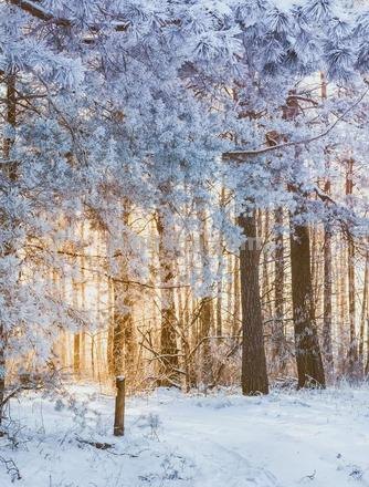 冬日的色彩:白雪皑皑中的万物色彩
