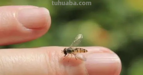 蜜蜂 蜜蜂蛰了怎么快速消肿止痛